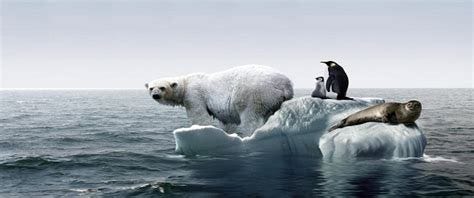 Polar bear, penguin, and a seal trapped on melted ice glacier caused by global warming
