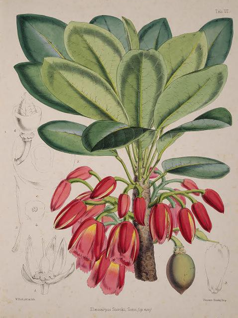 Image of a botanical illustration, the plant has large green leaves and red/yellow flowers.