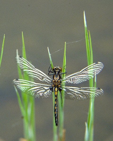 dragonfly and blades of grass