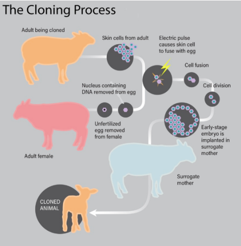 real cloned animals