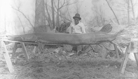 historical photo of a 10 foot gar with a man behind it on shore.