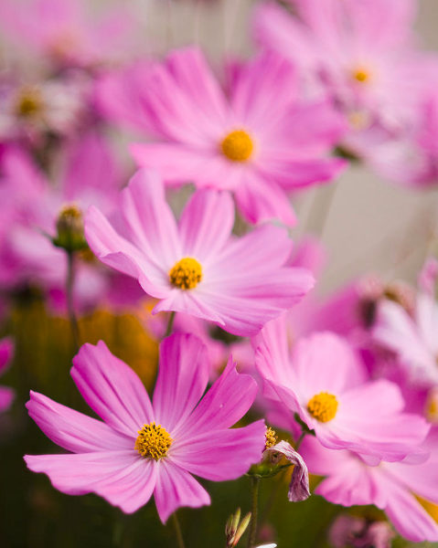 Photo of pink Common Cosmo flowers