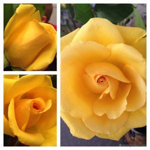 YellowRoses