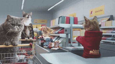 Cats in a grocery line