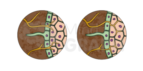 endomycorrhizae_scientifc_illustrations