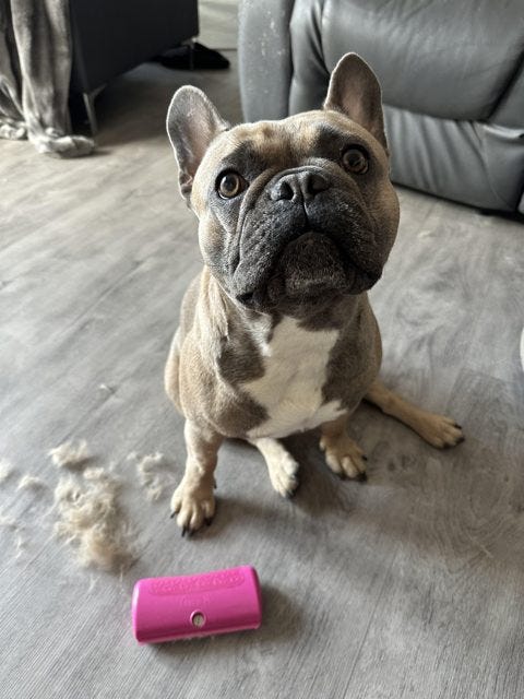 Louis V - Managing French Bulldog Shedding - Top Frenchie