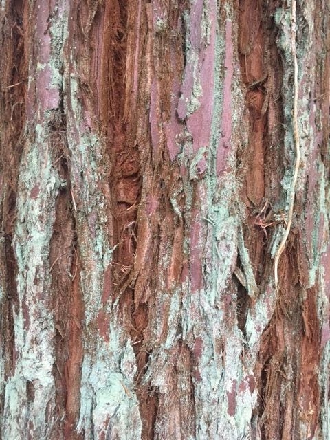 A heavily textured tree trunk in red/brown with pale green lichen growing in parts.