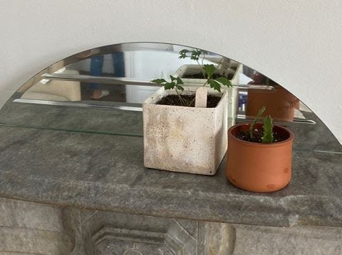 On a mantle edge sits two small plant pots, one white and one brown, with small plants in them.