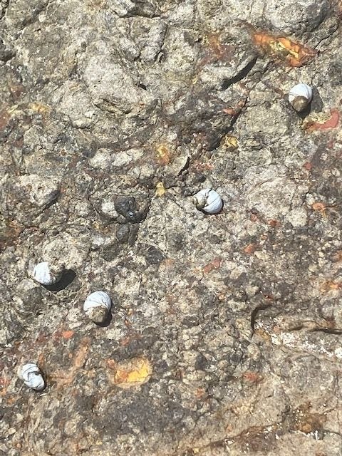 Pictures of shellfish in rockpools