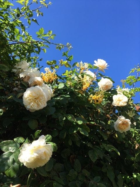 Creamy roses and golden honeysuckle against a bright blue sky