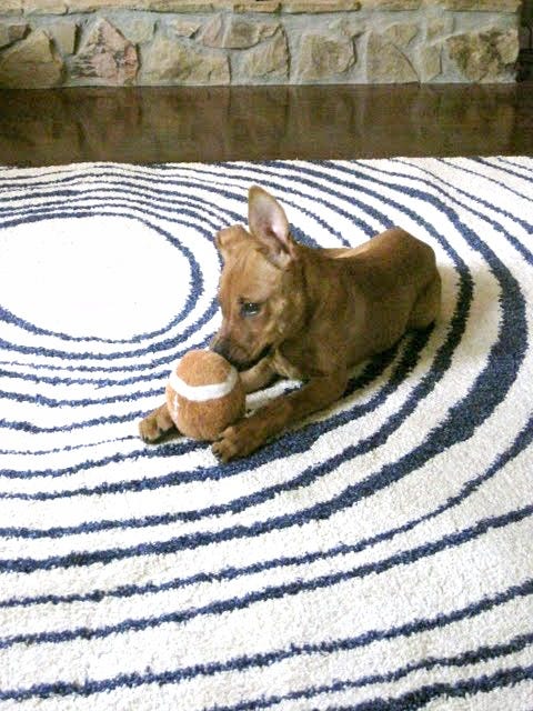 old IKEA rug with puppy Charlie