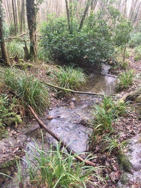 A narrow stream running through brown undergrowth with clumps of green bushes.