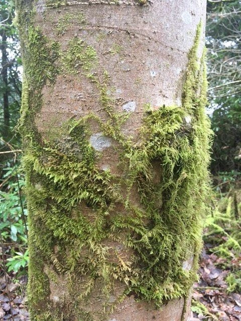 A smooth grey/brown tree trunk with fuzzy gold/green moss growing in parts.