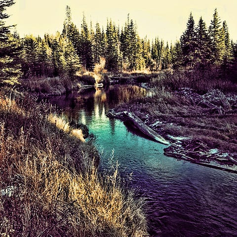 Walking by the Creek