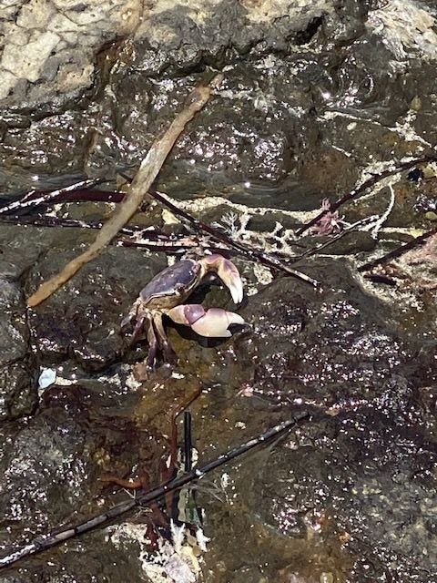 Picture of a crab in a rockpool