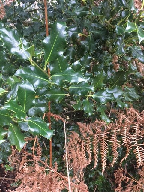 Glossy green holly with rusty brown bracken.