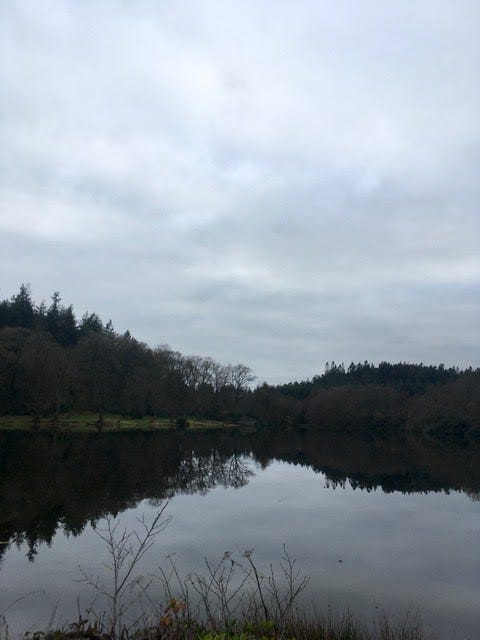 A lake and reflections with a forest behind on a grey and cloudy day.