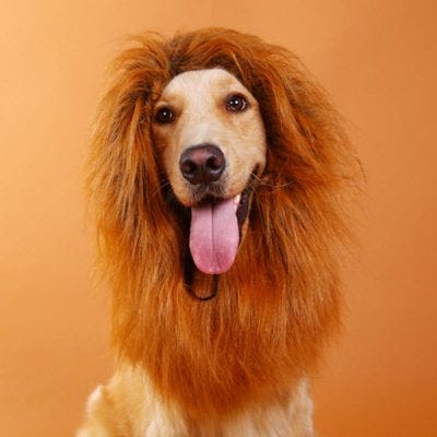 Lion Mane for Dog. Golden Retriever Halloween Costume Idea | by Lester | pet  guide | Medium