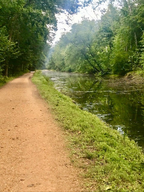 Light brown dirt path on the left with lush green grass hugging the right shoulder. On the right, a marshy green canal with lily pads runs parallel to the trail.