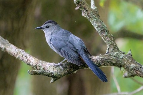 Photo of a Gray Catbird perched on a branch, in profile.