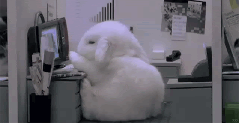 A bunny sleeping in front of a computer