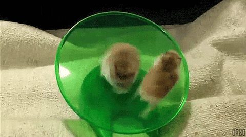 Hamsters running in a wheel