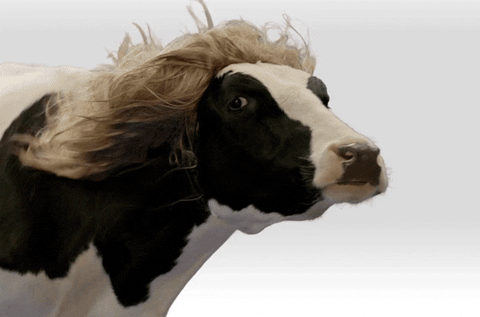 A cow with a wig on