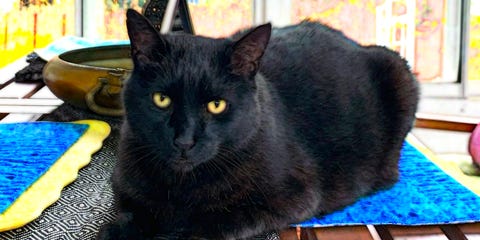 Photo of our neighbor’s cat, Mr. Kyebbie, lounging on our patio table