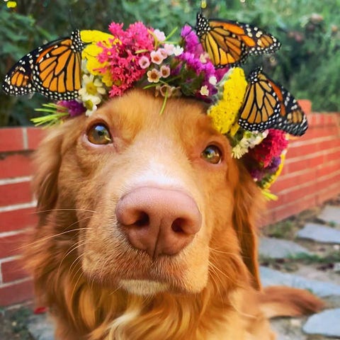 A dog with a crown of flowers, upon which two monarch butterflies are perched.