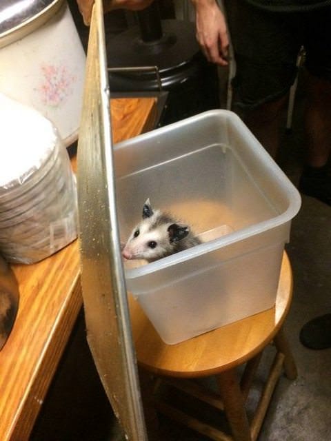 A dish tub in a restaurant kitchen with a wild possum looking out from inside