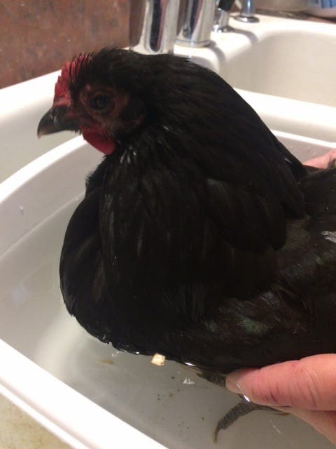 Chicken in a small tub of water getting a bath.