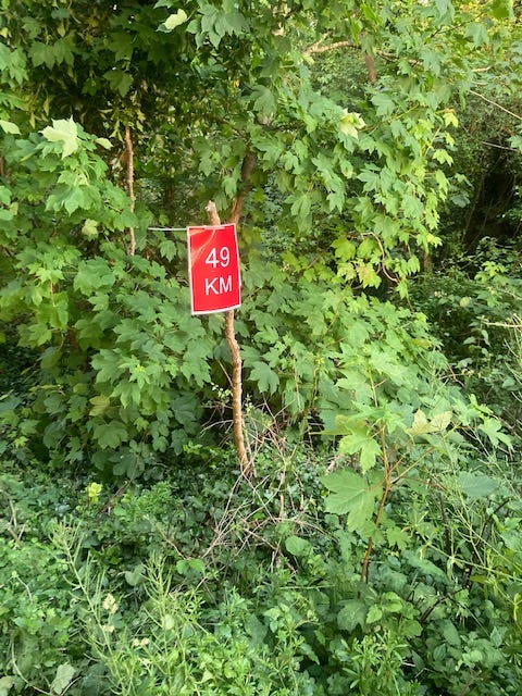 A red sign with white writing saying 49KM. Attached to the branch of a tree in the woods