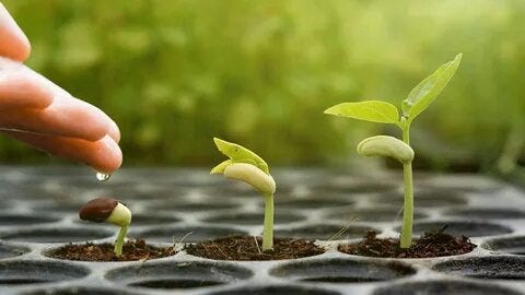 what is the best way to germinate seeds