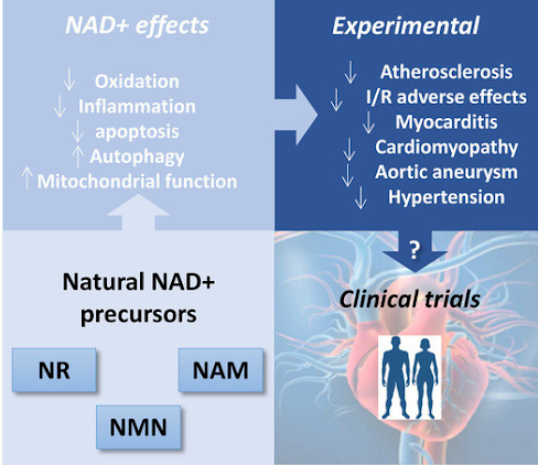 NAD+ effects on humans after study