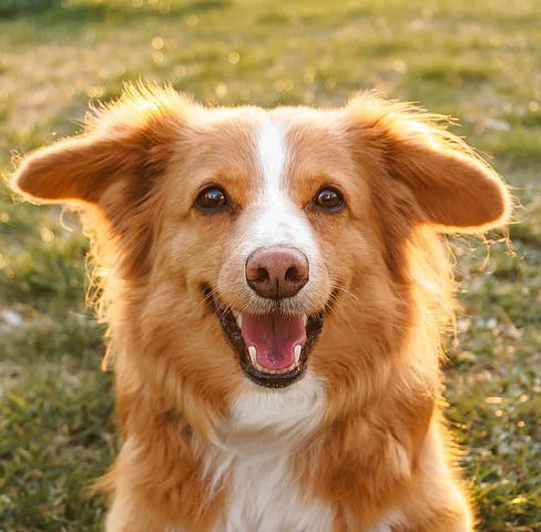 Smiling dog being happy.