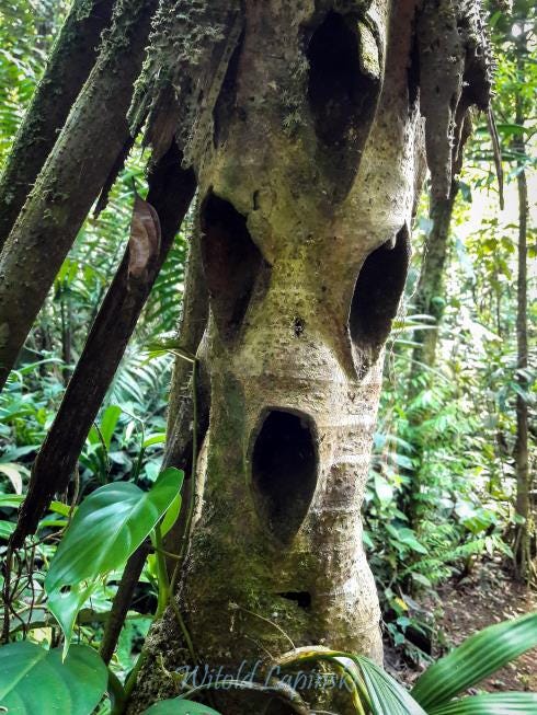 Some holes in the trunk of a palm let it appear as a monster with dreadlocks.
