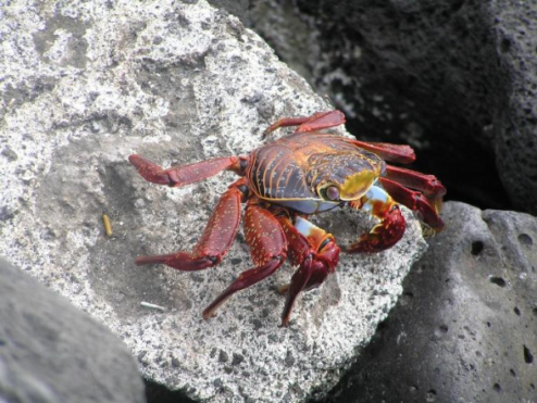 Photograph of a Sally Lightfoot Crab, on a grey rock.