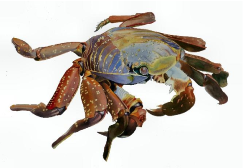 Image Description: Painting of a Sally Lightfoot Crab.