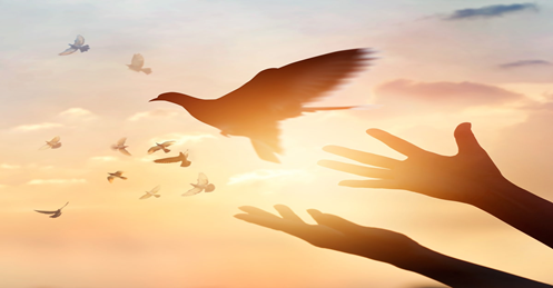 Image of a bird being released from outstretched hands in front of a sun-filled sky