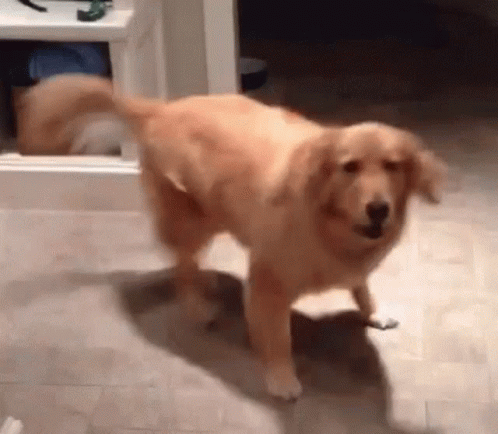 A dog turning in circle, who cannot hide their excitement.