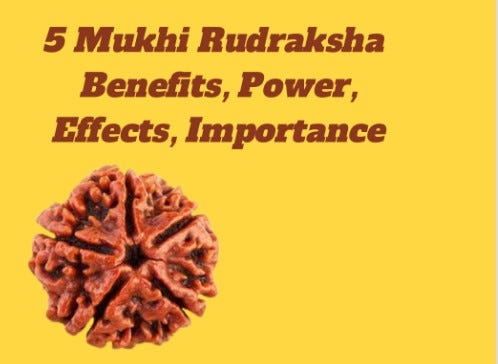 5 Mukhi Rudraksha