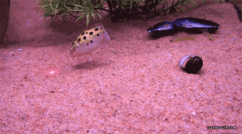 A fish rotating while follow a laser light, similar to what cats do to play.