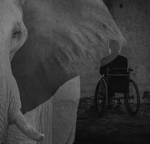 Elephant in the foreground with a man in a wheelchair in the background sitting in shadows.