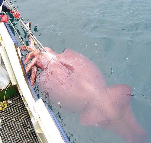 El calamar colosal el invertebrado más grande del mundo