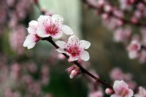 Fiore di Pesco