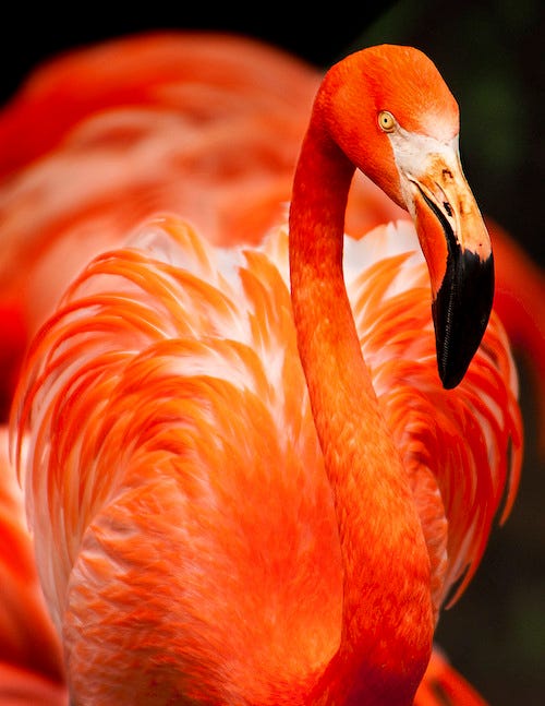 flamingo