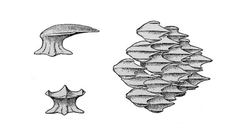 The texture of sharkskin.