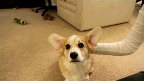 Gif of a corgi with large ears flapping them about, presumably to listen better.