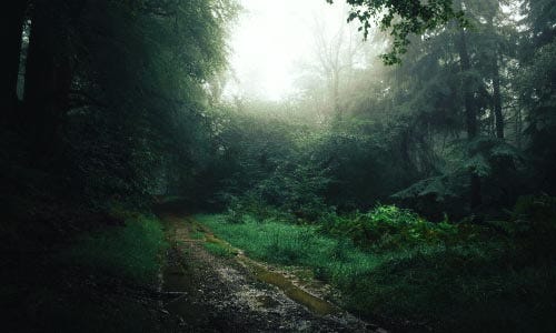 The deep green woods of the northern region, where sunlight slightly gets chance to come. Muddy roads are filled with waters.