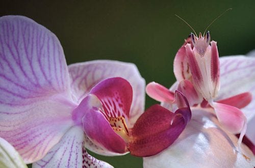 Um louva-deus-orquídea ao lado de uma orquídea